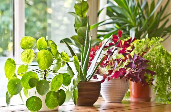 观叶植物冬天如何防寒防冻_https://www.huii.cc_公司_第1张