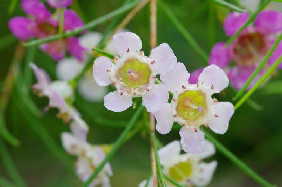 腊花的花语和寓意(腊梅的花语和寓意是什么)_https://www.huii.cc_公司_第1张