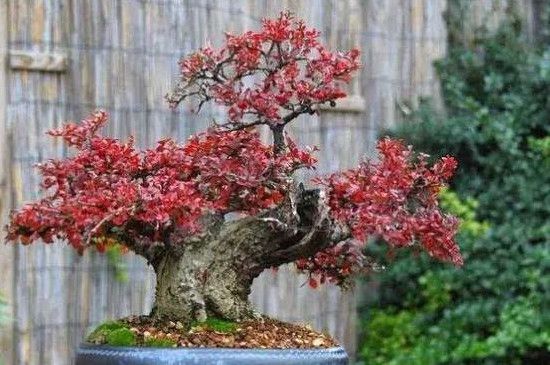 平枝栒子盆景养殖方法和注意事项(荀子怎么栽容易活)_公司_第1张_麻辣财经 平枝栒子盆景养殖方法和注意事项(荀子怎么栽容易活)_https://www.huii.cc_公司_第1张