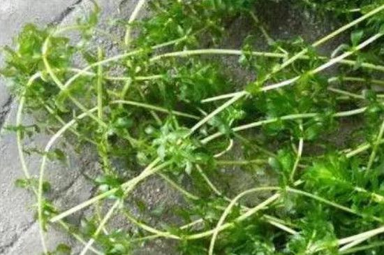 麦黄草种子如何种植方法(麦黄草种子多少钱一斤2021)_公司_第1张_麻辣财经 麦黄草种子如何种植方法(麦黄草种子多少钱一斤2021)_https://www.huii.cc_公司_第1张
